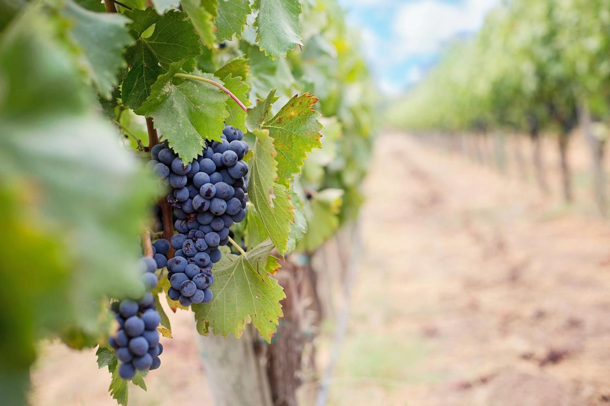 Domaine De La Blonnerie Bed and Breakfast Feings  Εξωτερικό φωτογραφία